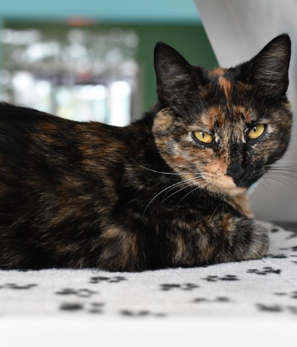 Gothel, Adoptable, Adult Female Domestic Short Hair.