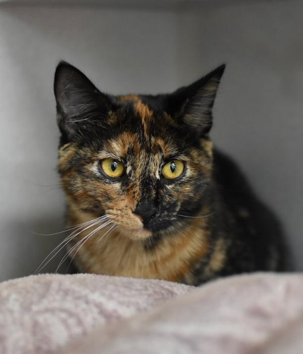 Gothel, Adoptable, Adult Female Domestic Short Hair.