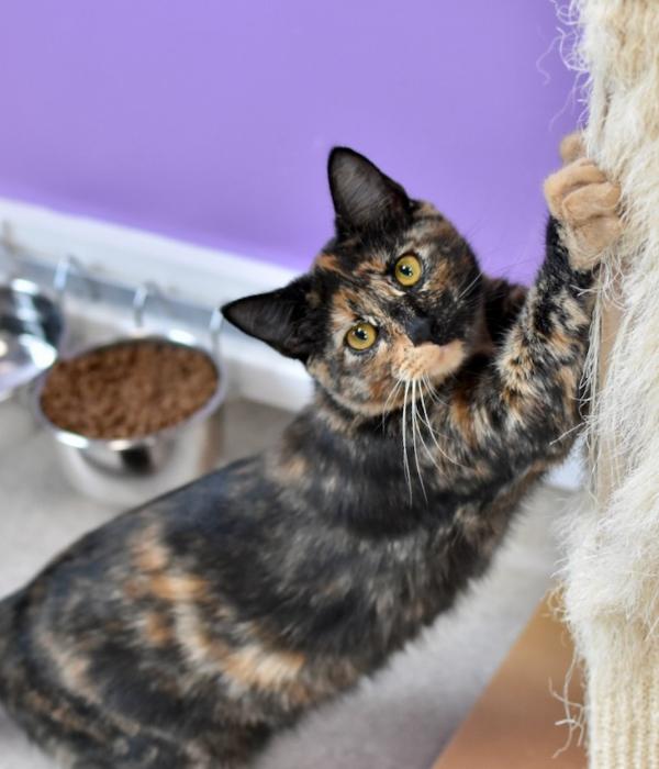 Enlarge Gothel, a Adoptable Domestic Short Hair in Marietta, GA image 2/6