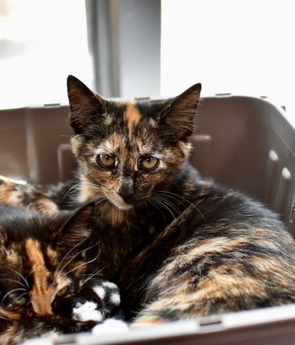 Enlarge Gothel, a Adoptable Domestic Short Hair in Marietta, GA image 3/6