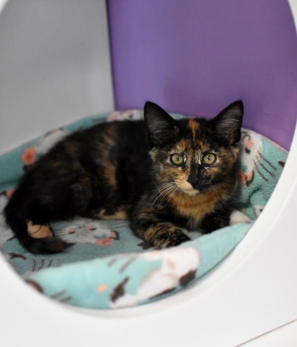 Enlarge Gothel, a Adoptable Domestic Short Hair in Marietta, GA image 4/6