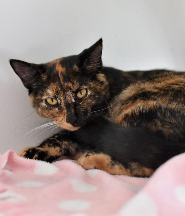 Enlarge Gothel, a Adoptable Domestic Short Hair in Marietta, GA image 5/6