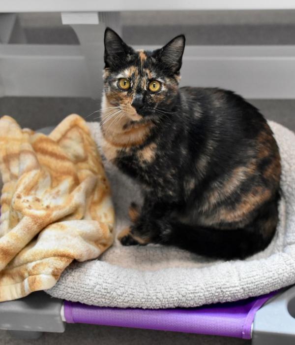 Enlarge Gothel, a Adoptable Domestic Short Hair in Marietta, GA image 6/6