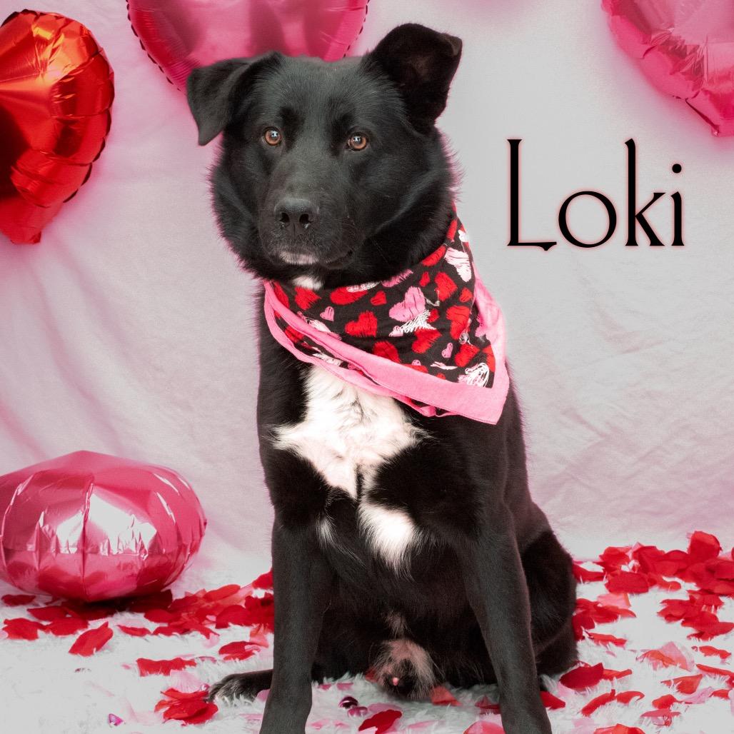 Loki, a Adoptable mixed breed in Parkersburg, WV image 1/2