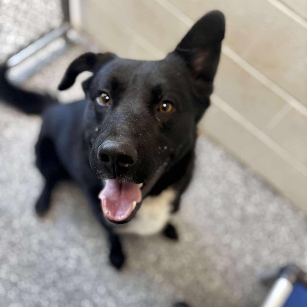 Loki, a Adoptable mixed breed in Parkersburg, WV image 2/2