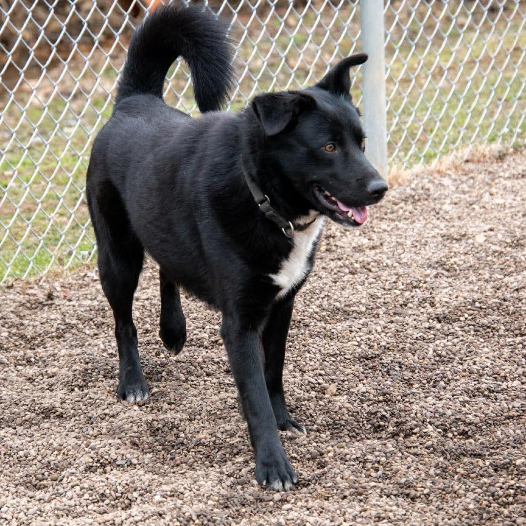 Enlarge Loki, a Adoptable mixed breed in Parkersburg, WV image 3/3
