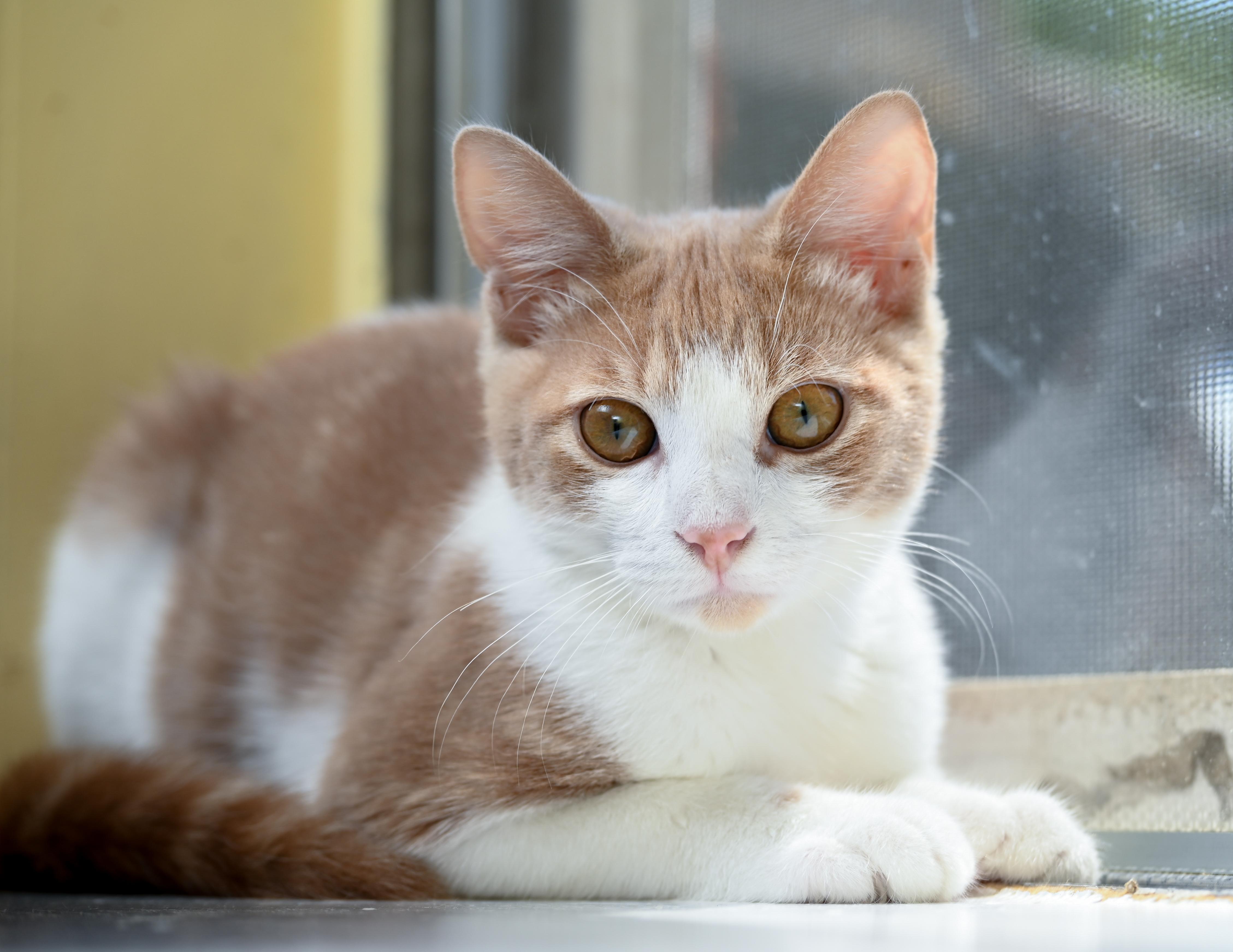 Enlarge Ghost Rider, a ADOPTABLE mixed breed in Chattanooga, TN image 5/5
