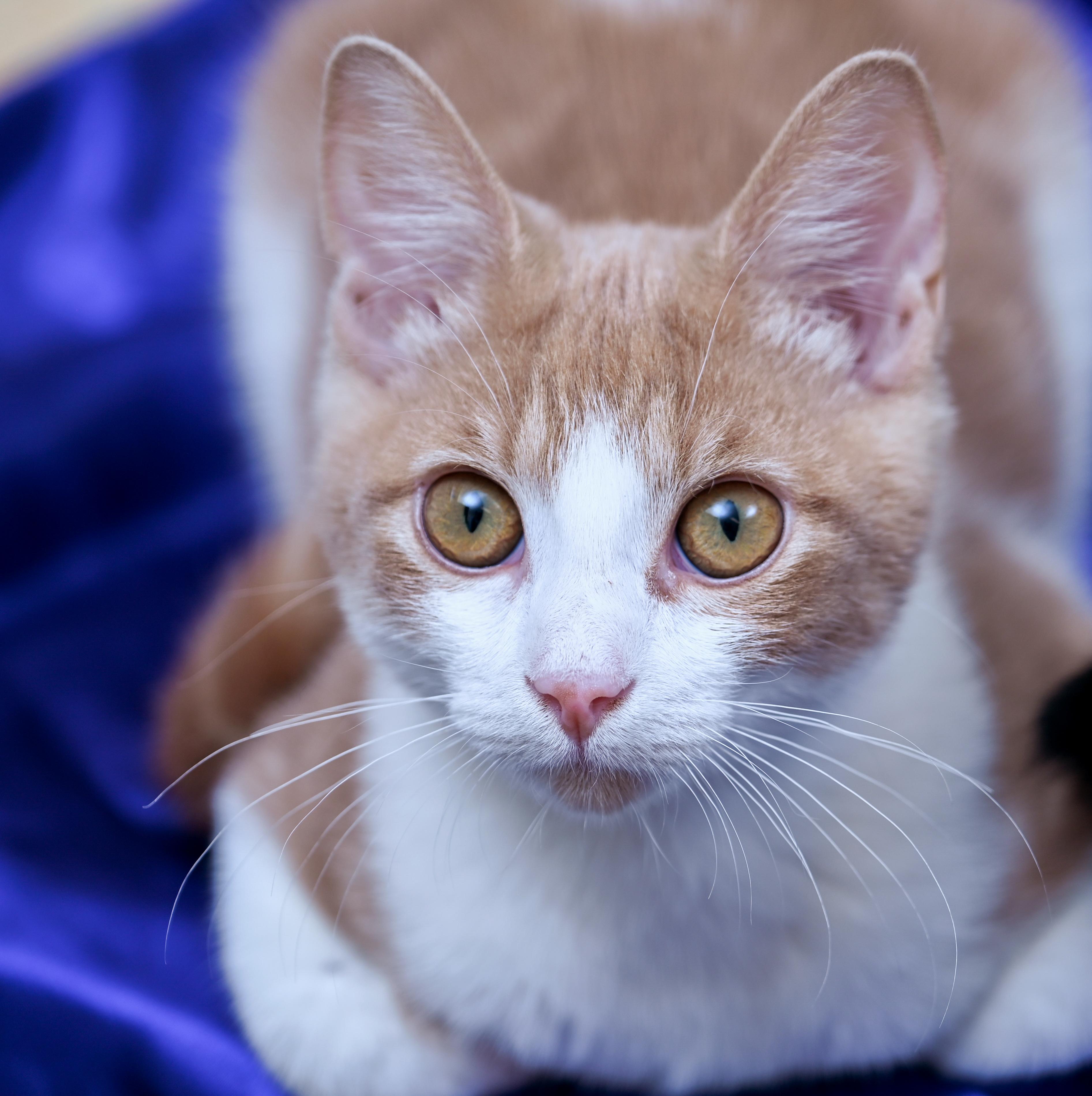 Enlarge Ghost Rider, a ADOPTABLE mixed breed in Chattanooga, TN image 4/5