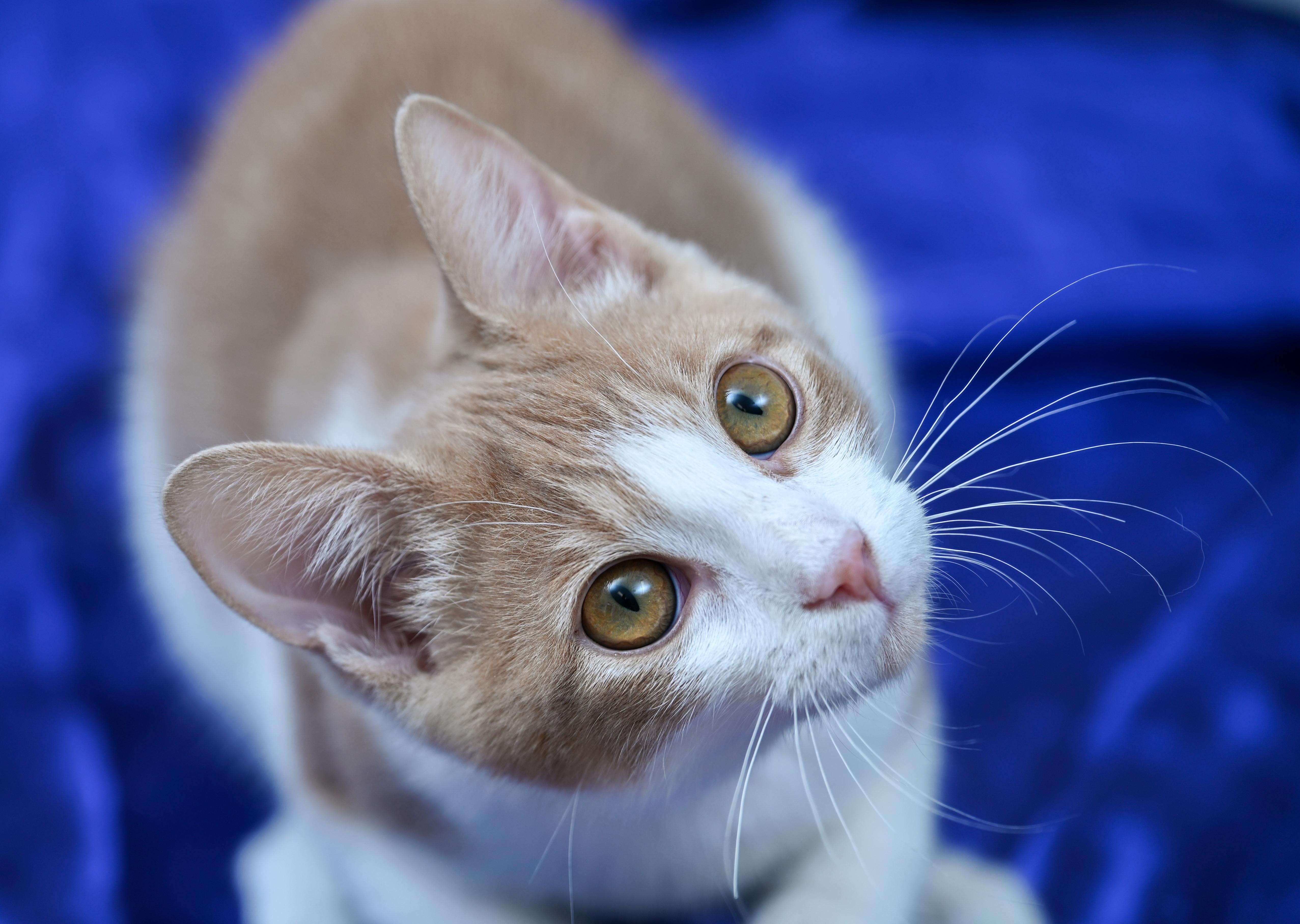 Enlarge Ghost Rider, a ADOPTABLE mixed breed in Chattanooga, TN image 2/5