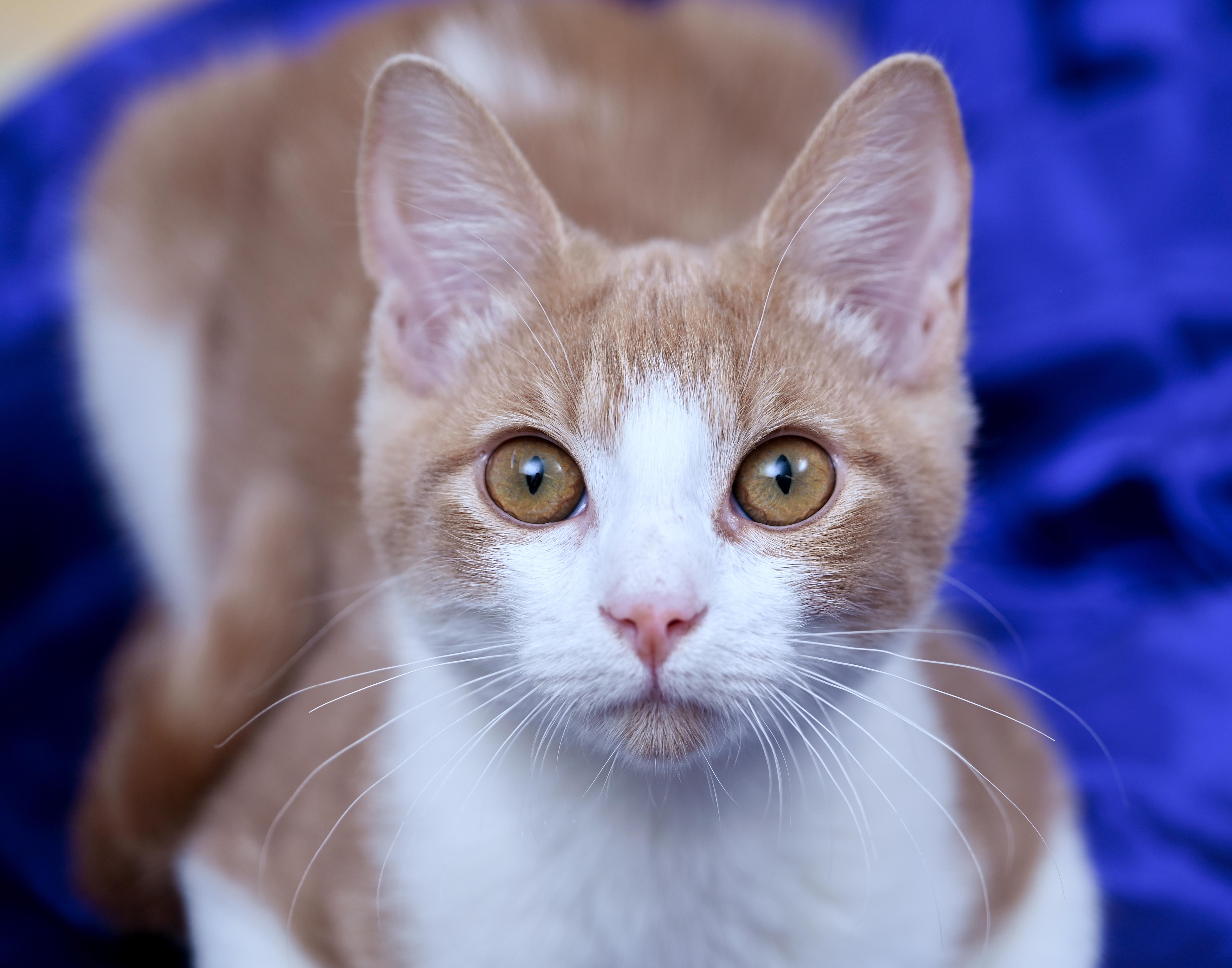Enlarge Ghost Rider, a ADOPTABLE mixed breed in Chattanooga, TN image 1/5