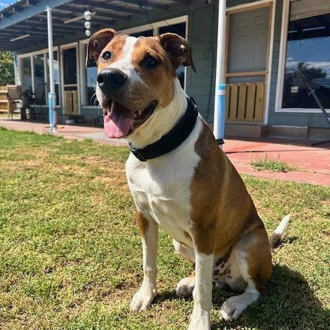 Enlarge Finn - Lab/Boxer mix, an adopted mixed breed in Boulder, CO image 4/6
