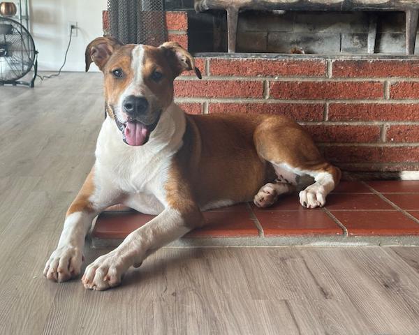 Finn - Lab/Boxer mix, Adoptable, Young Male Labrador Retriever & Boxer.