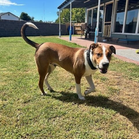 Enlarge Finn - Lab/Boxer mix, an adopted mixed breed in Boulder, CO image 5/6