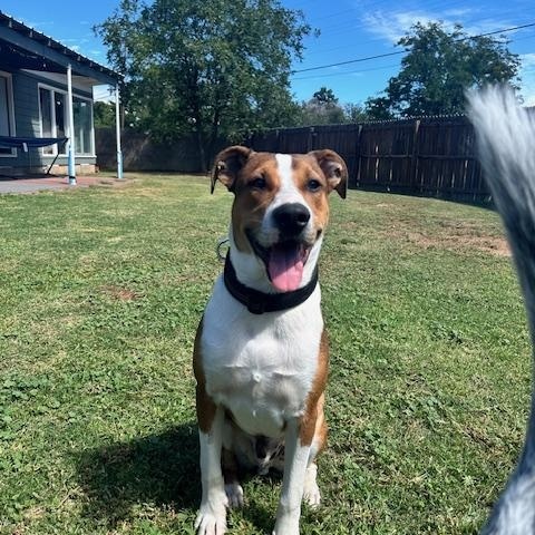 Enlarge Finn - Lab/Boxer mix, an adopted mixed breed in Boulder, CO image 6/6