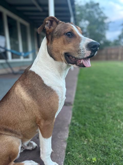 Finn - Lab/Boxer mix