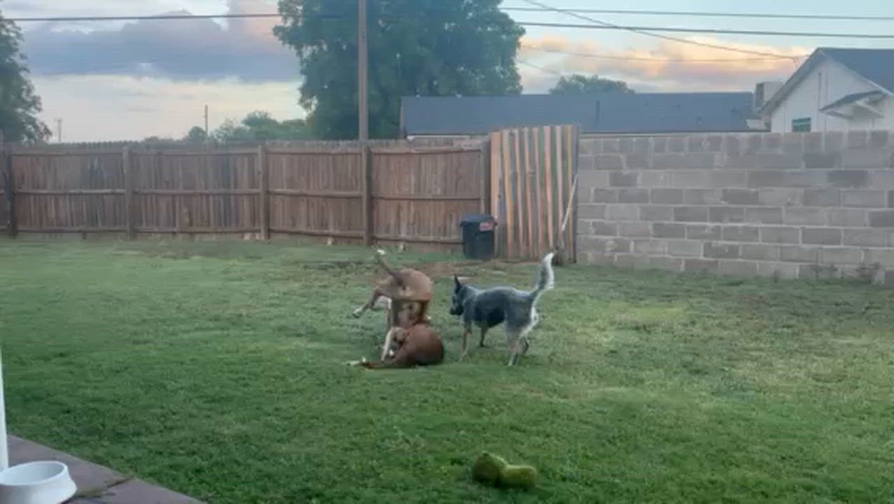 Enlarge Finn - Lab/Boxer mix, an adopted mixed breed in Boulder, CO video 2/6