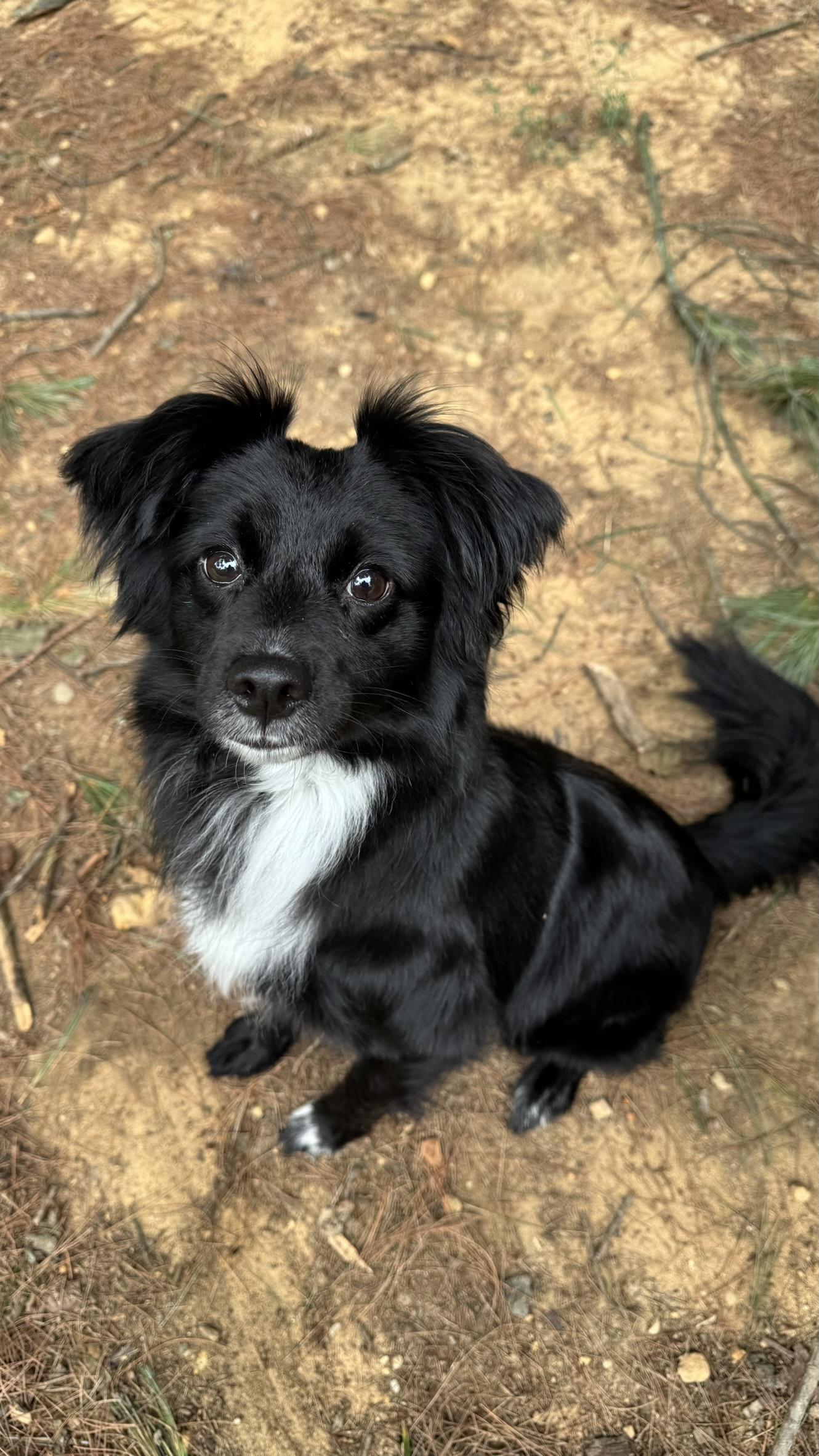Nova, an adoptable Papillon, Australian Shepherd in Springfield, VA, 22150 | Photo Image 5
