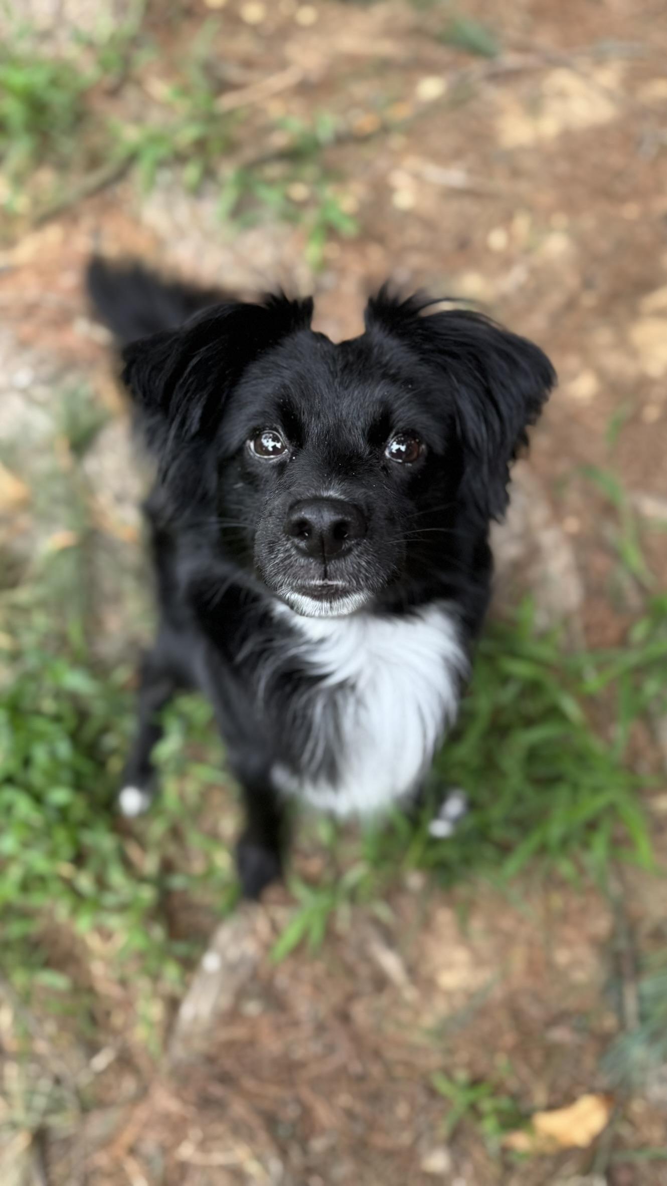 Nova, an adoptable Papillon, Australian Shepherd in Springfield, VA, 22150 | Photo Image 1