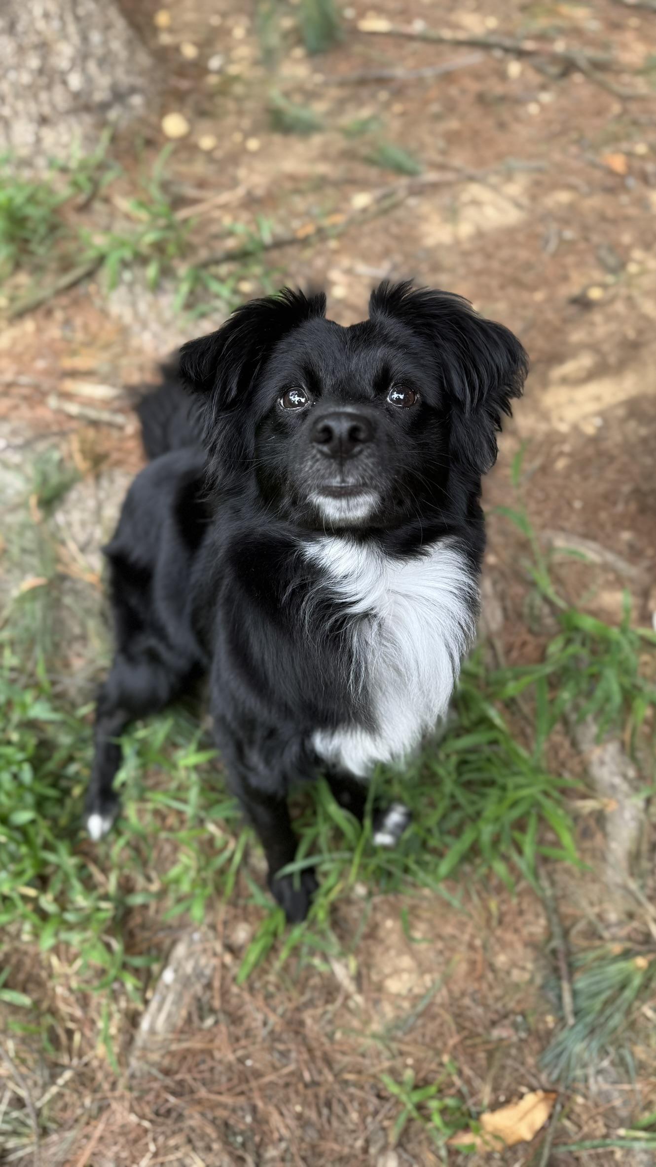 Nova, an adoptable Papillon, Australian Shepherd in Springfield, VA, 22150 | Photo Image 3