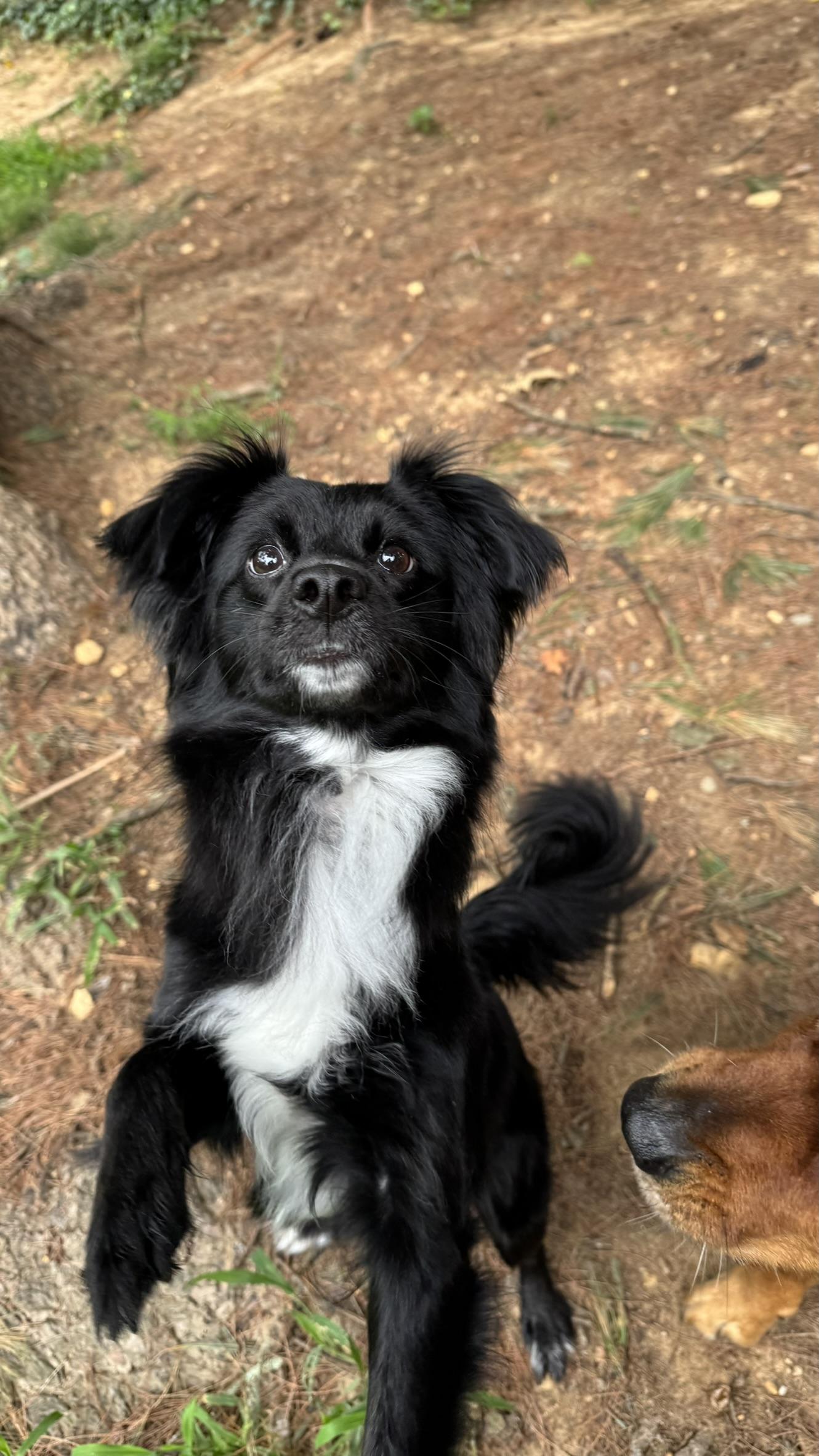 Nova, an adoptable Papillon, Australian Shepherd in Springfield, VA, 22150 | Photo Image 4