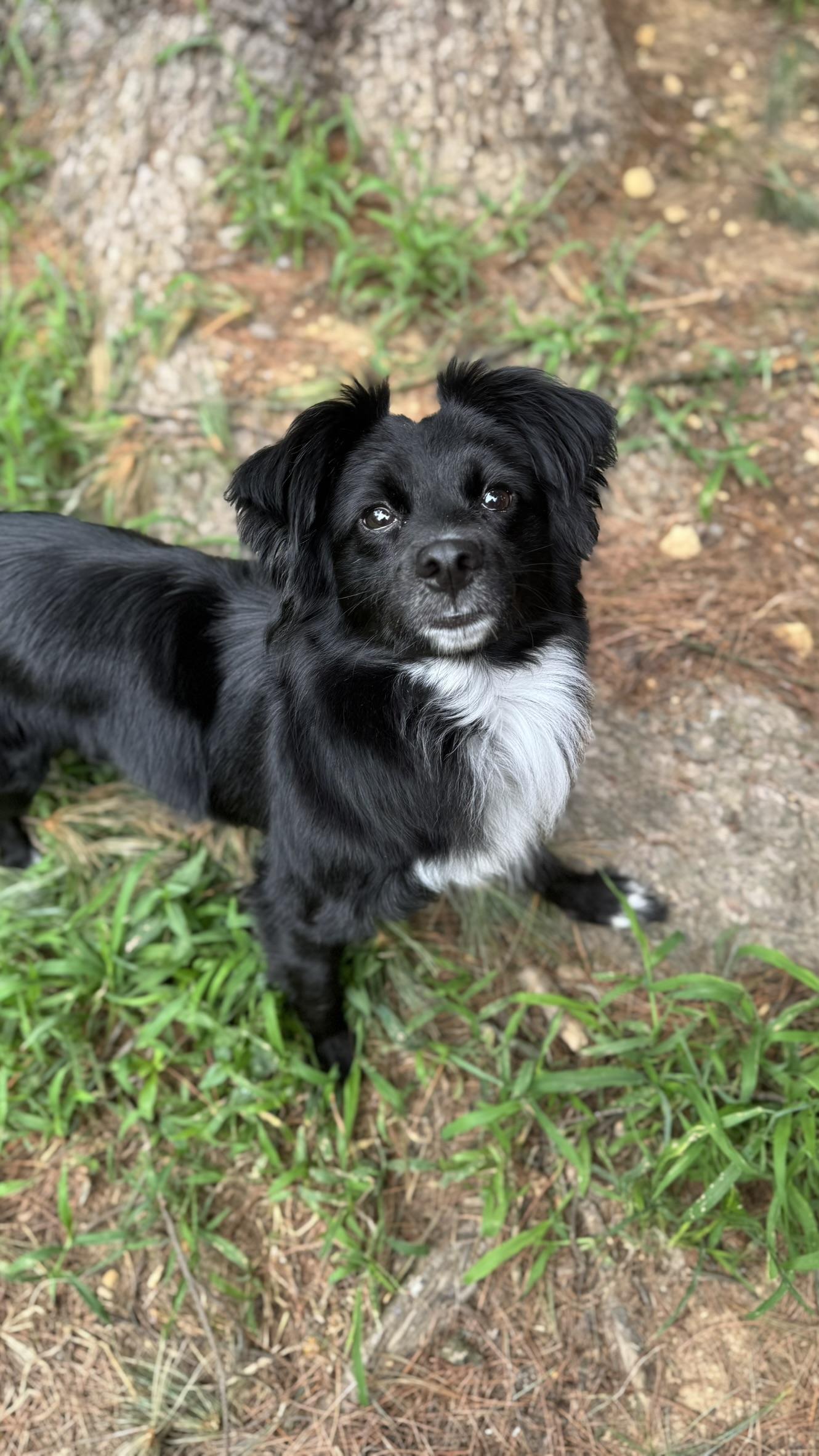 Nova, an adoptable Papillon, Australian Shepherd in Springfield, VA, 22150 | Photo Image 6