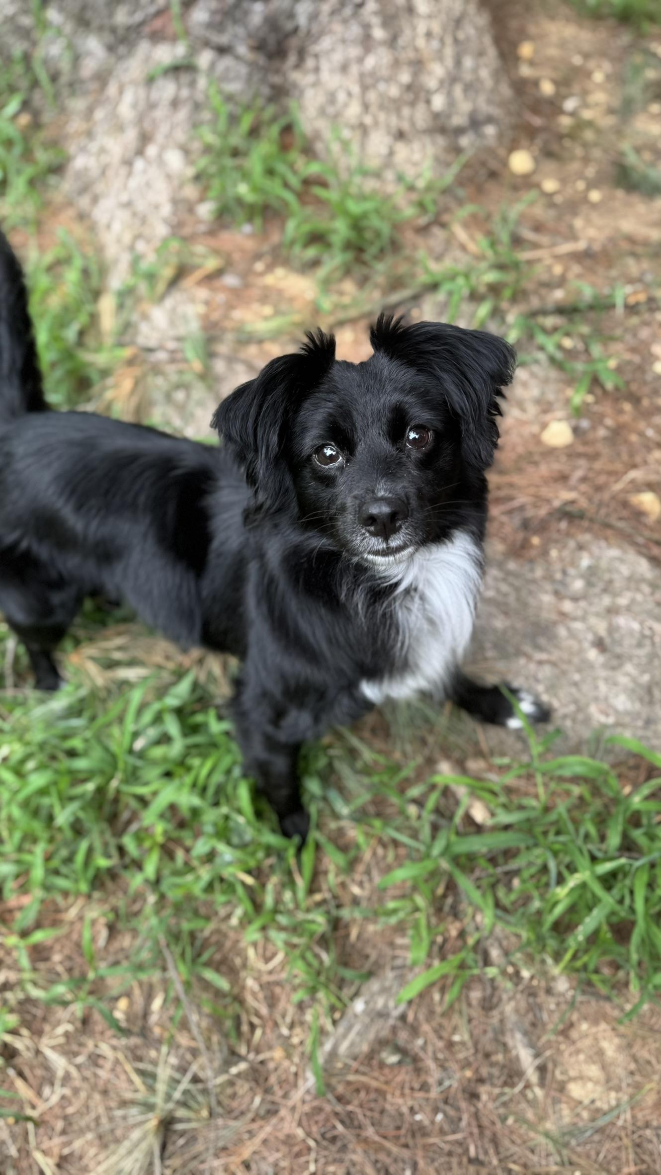 Nova, an adoptable Papillon, Australian Shepherd in Springfield, VA, 22150 | Photo Image 2