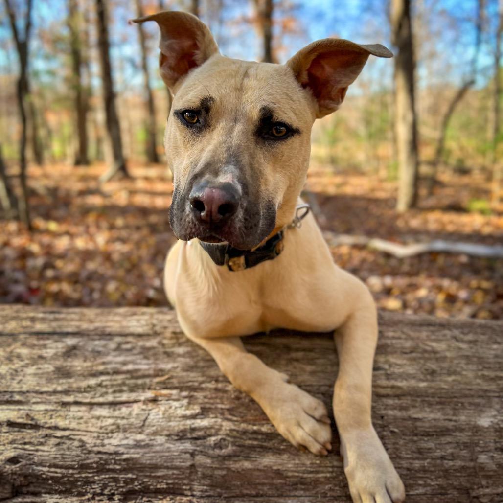 Enlarge Wales, a Adoptable Mixed Breed in Rocky Mount, VA image 1/6