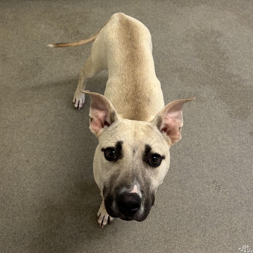 Enlarge Wales, a Adoptable Mixed Breed in Rocky Mount, VA image 2/6