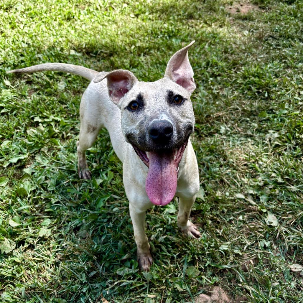 Enlarge Wales, a Adoptable Mixed Breed in Rocky Mount, VA image 3/6