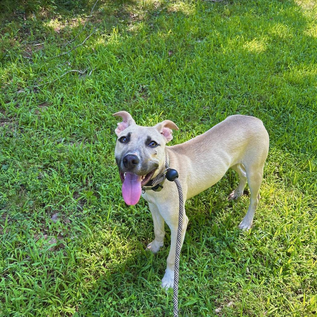 Enlarge Wales, a Adoptable Mixed Breed in Rocky Mount, VA image 4/6