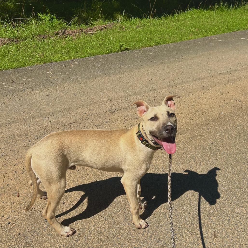 Enlarge Wales, a Adoptable Mixed Breed in Rocky Mount, VA image 5/6
