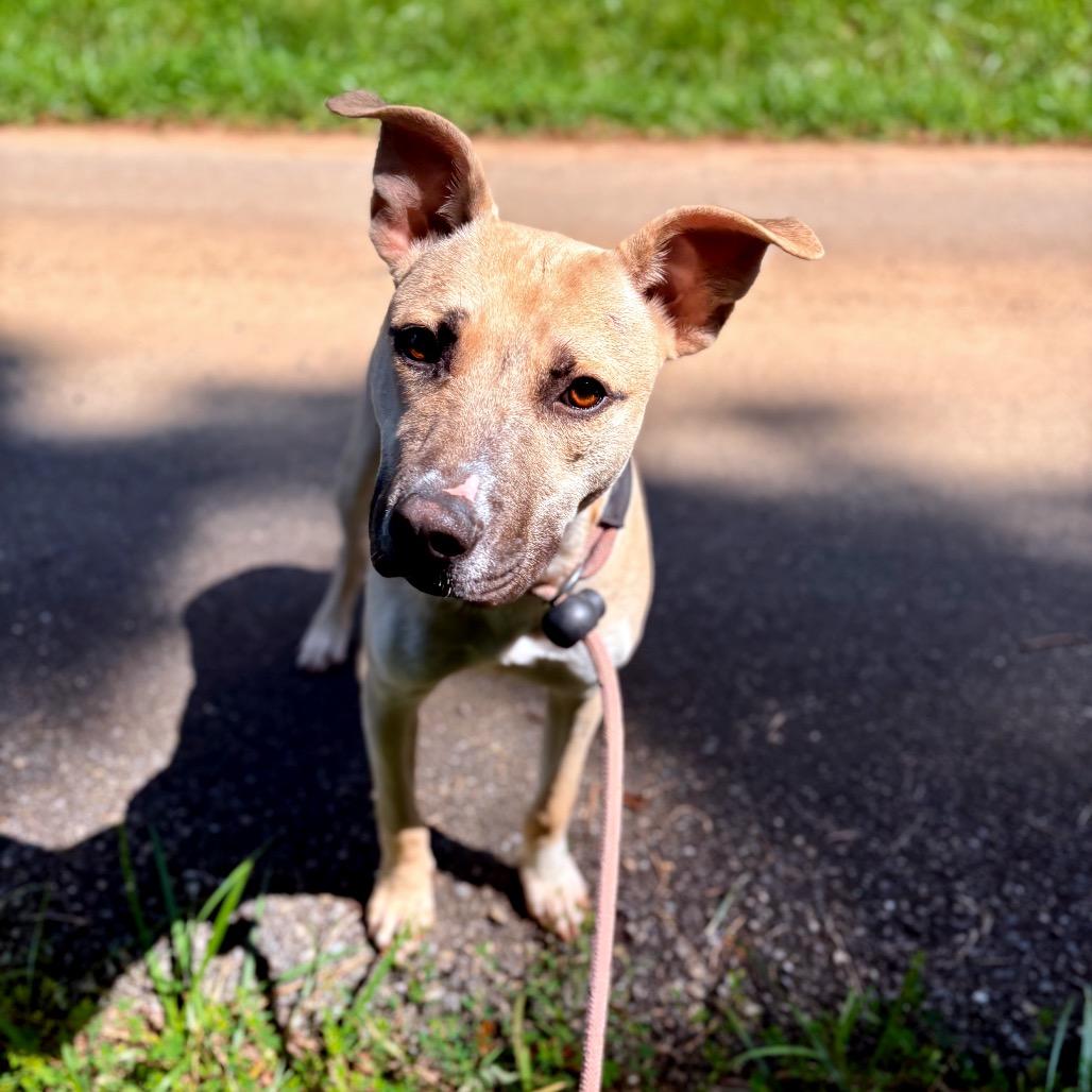 Enlarge Wales, a Adoptable Mixed Breed in Rocky Mount, VA image 6/6