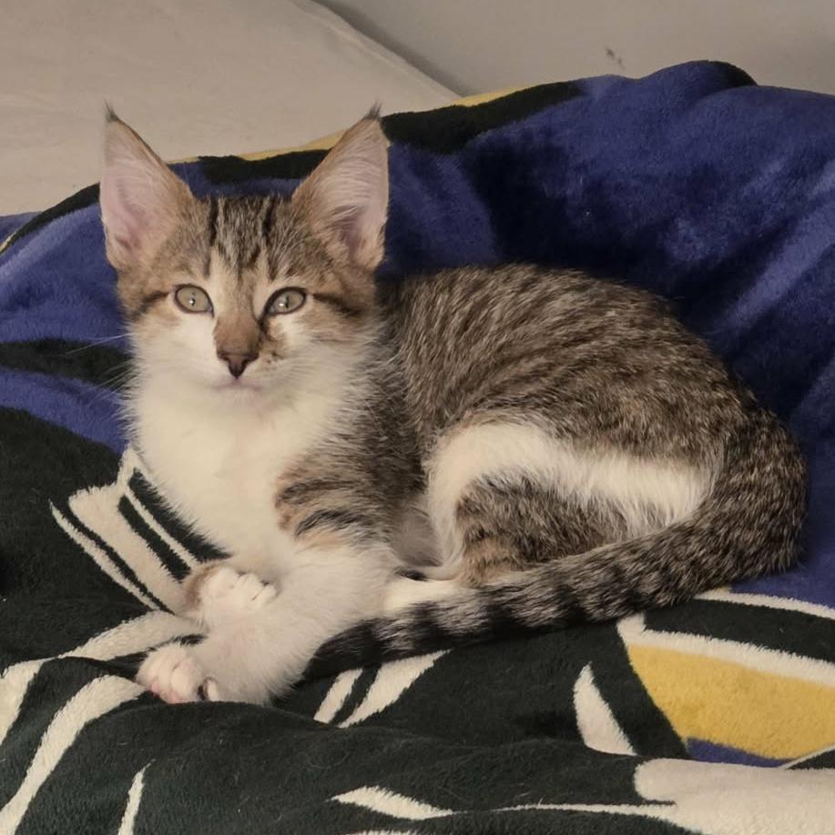 Enlarge Mocha - Adoption pending, an adopted mixed breed in Harrisburg, PA image 3/6