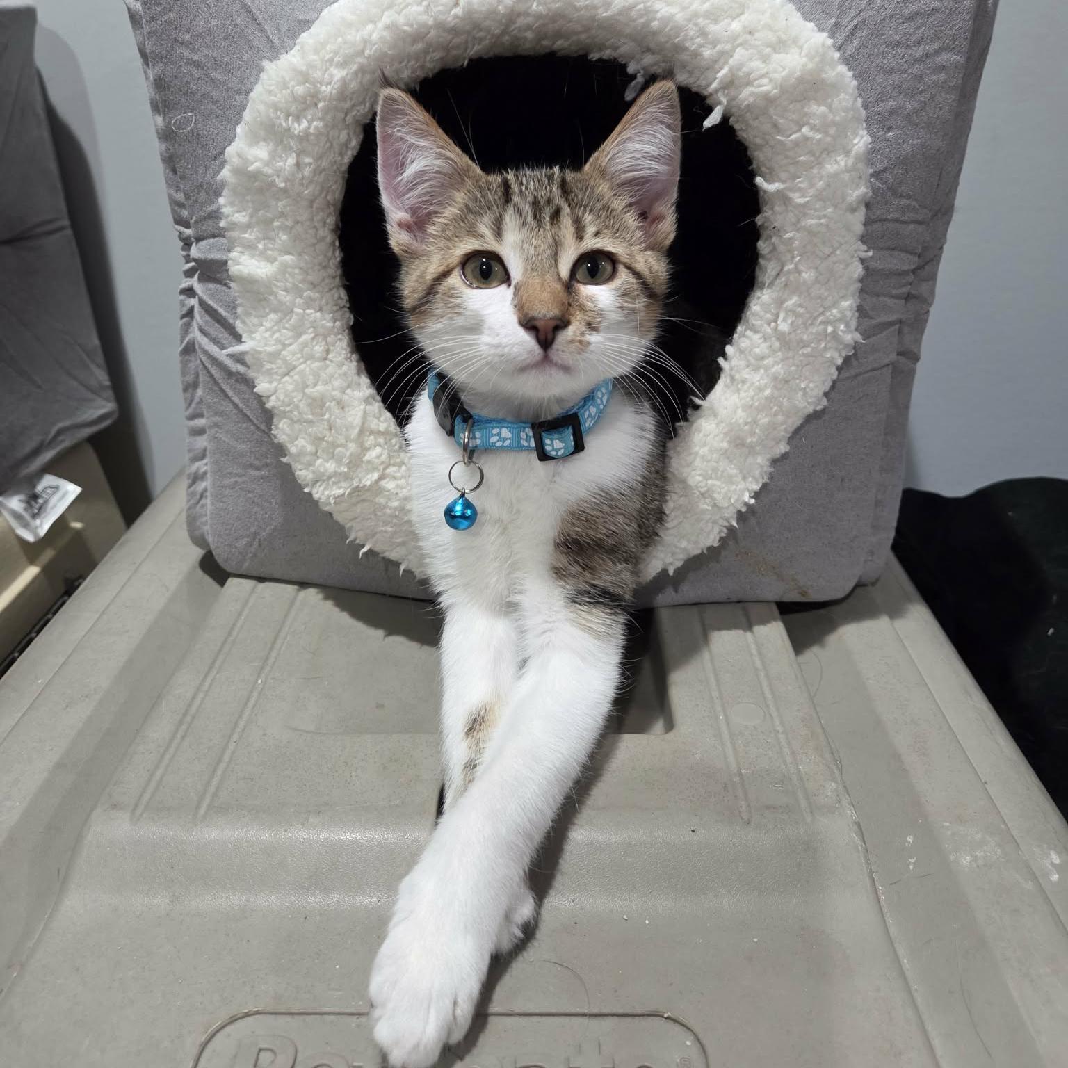 Mocha - Adoption pending, adopted, Kitten Male Tabby & Domestic Short Hair.