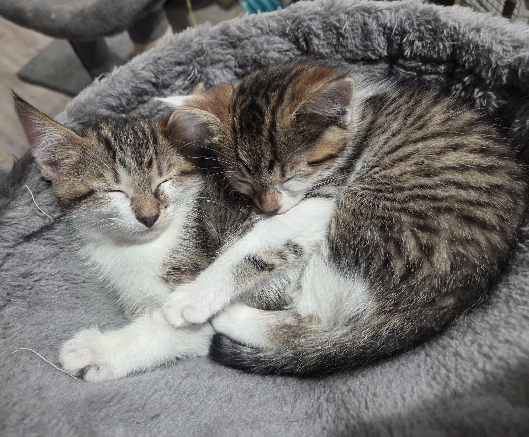 Enlarge Mocha - Adoption pending, an adopted mixed breed in Harrisburg, PA image 4/6