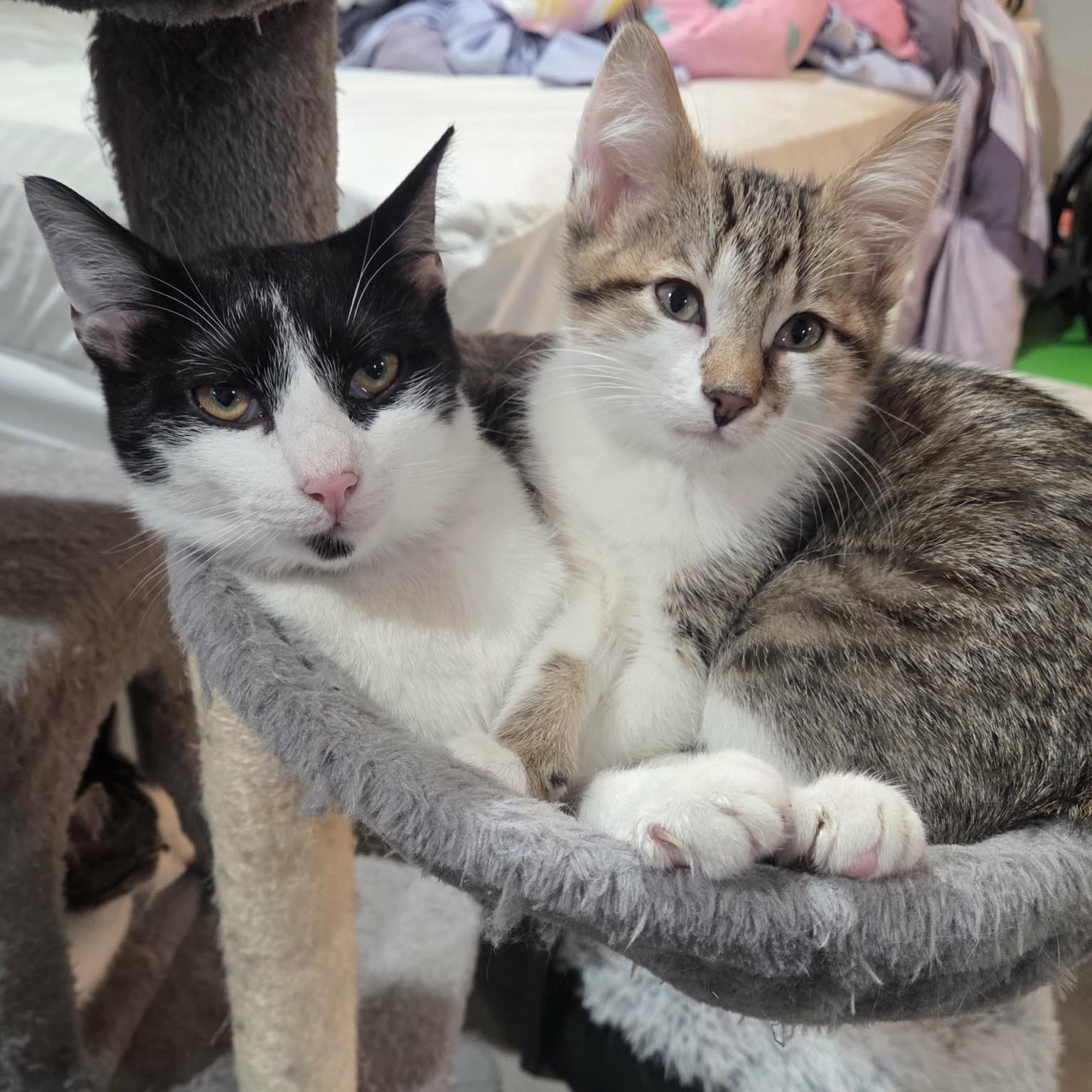 Enlarge Mocha - Adoption pending, an adopted mixed breed in Harrisburg, PA image 2/6