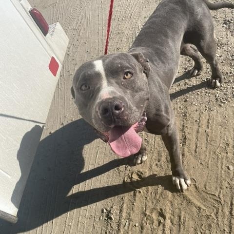TIGER (Available Sept 11), a ADOPTABLE Pit Bull Terrier in Wasco, CA image 3/3