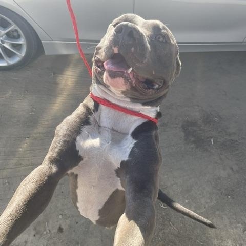 TIGER (Available Sept 11), a ADOPTABLE Pit Bull Terrier in Wasco, CA image 2/3