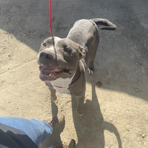 TIGER (Available Sept 11), a ADOPTABLE Pit Bull Terrier in Wasco, CA image 1/3