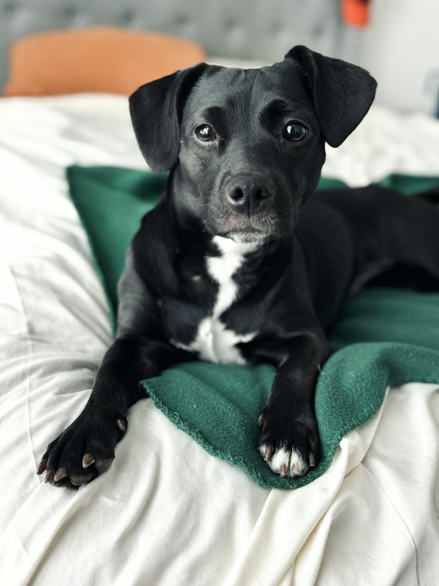 Lady, adopted, Adult Female Chihuahua.