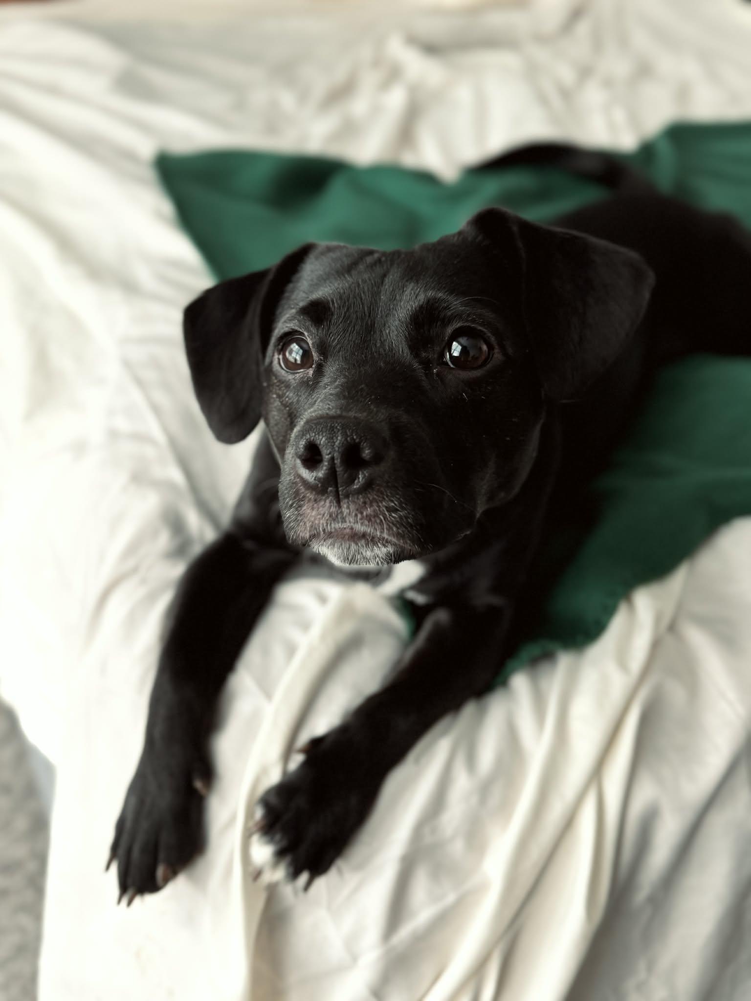 Enlarge Lady, an adopted mixed breed in Overland Park, KS image 4/6