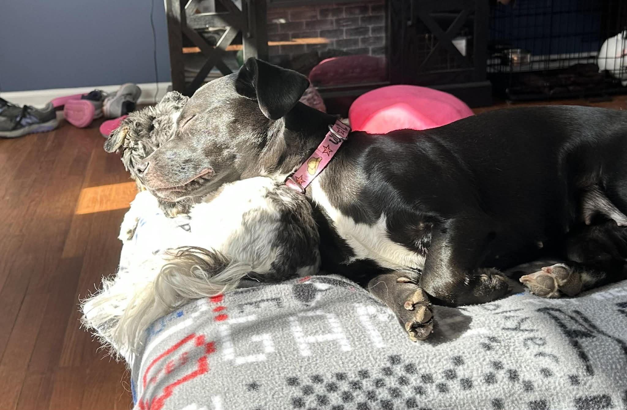 Enlarge Lady, an adopted mixed breed in Overland Park, KS image 3/6