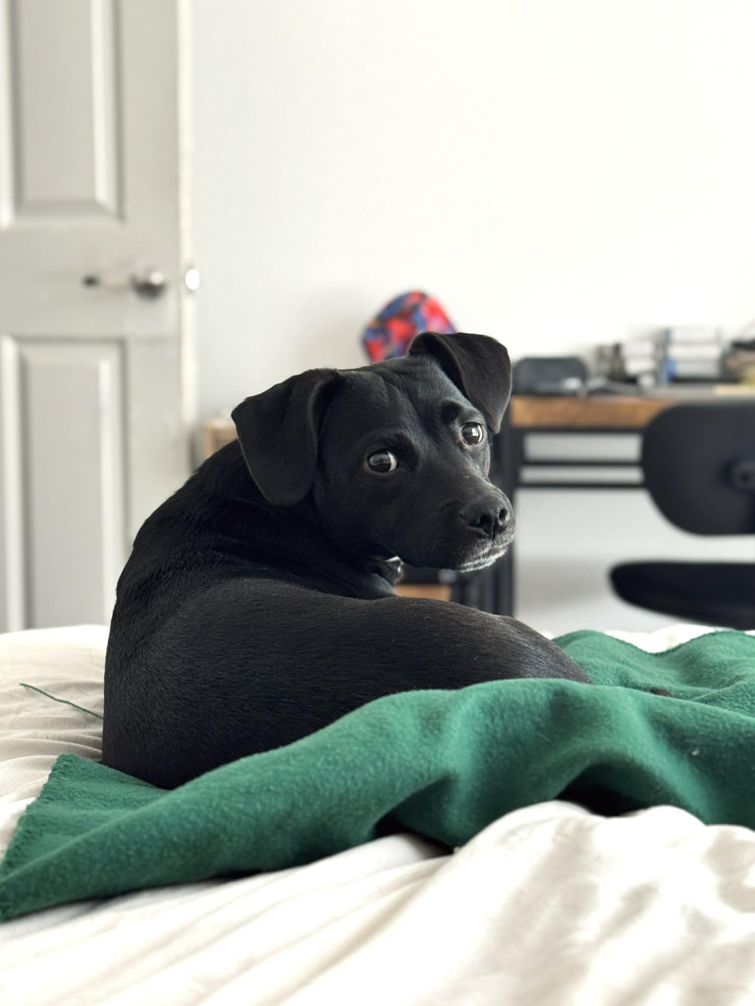 Enlarge Lady, an adopted mixed breed in Overland Park, KS image 6/6