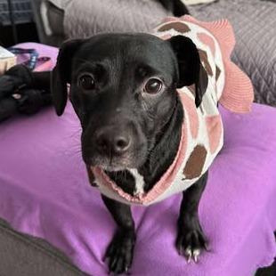 Enlarge Lady, an adopted mixed breed in Overland Park, KS image 2/6