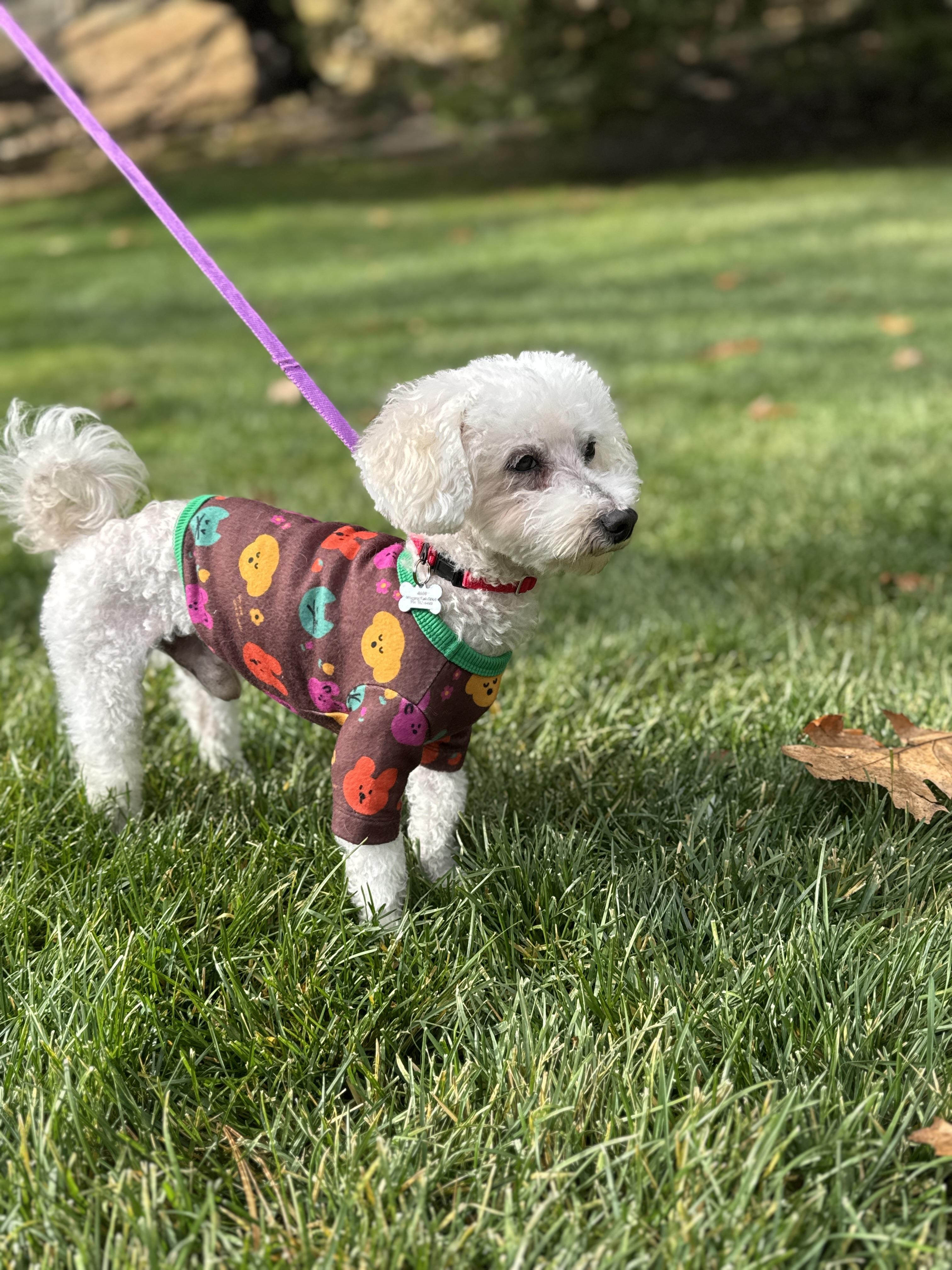Enlarge Roger, an adopted mixed breed in Thornwood, NY image 1/6