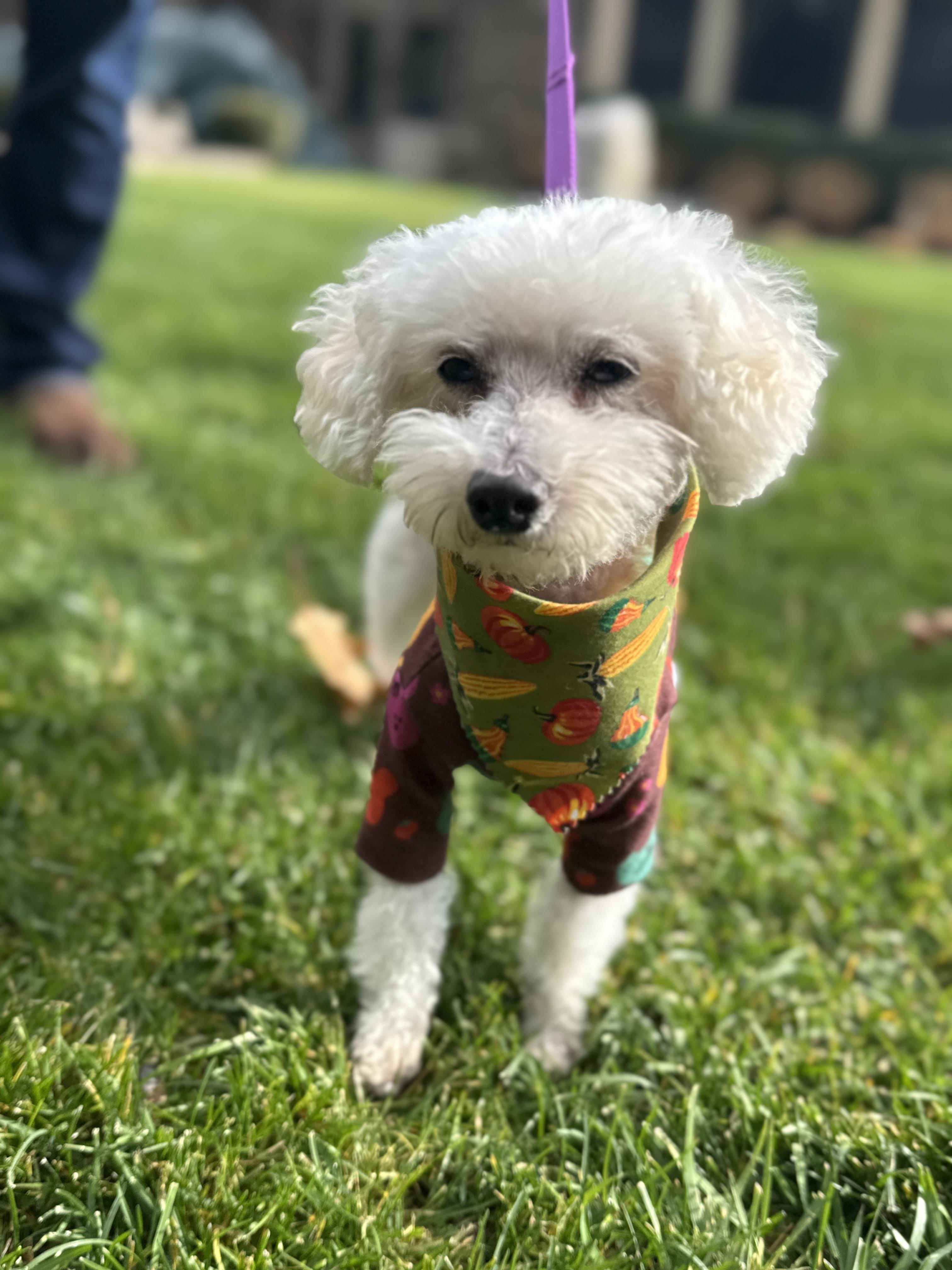 Enlarge Roger, an adopted mixed breed in Thornwood, NY image 2/6