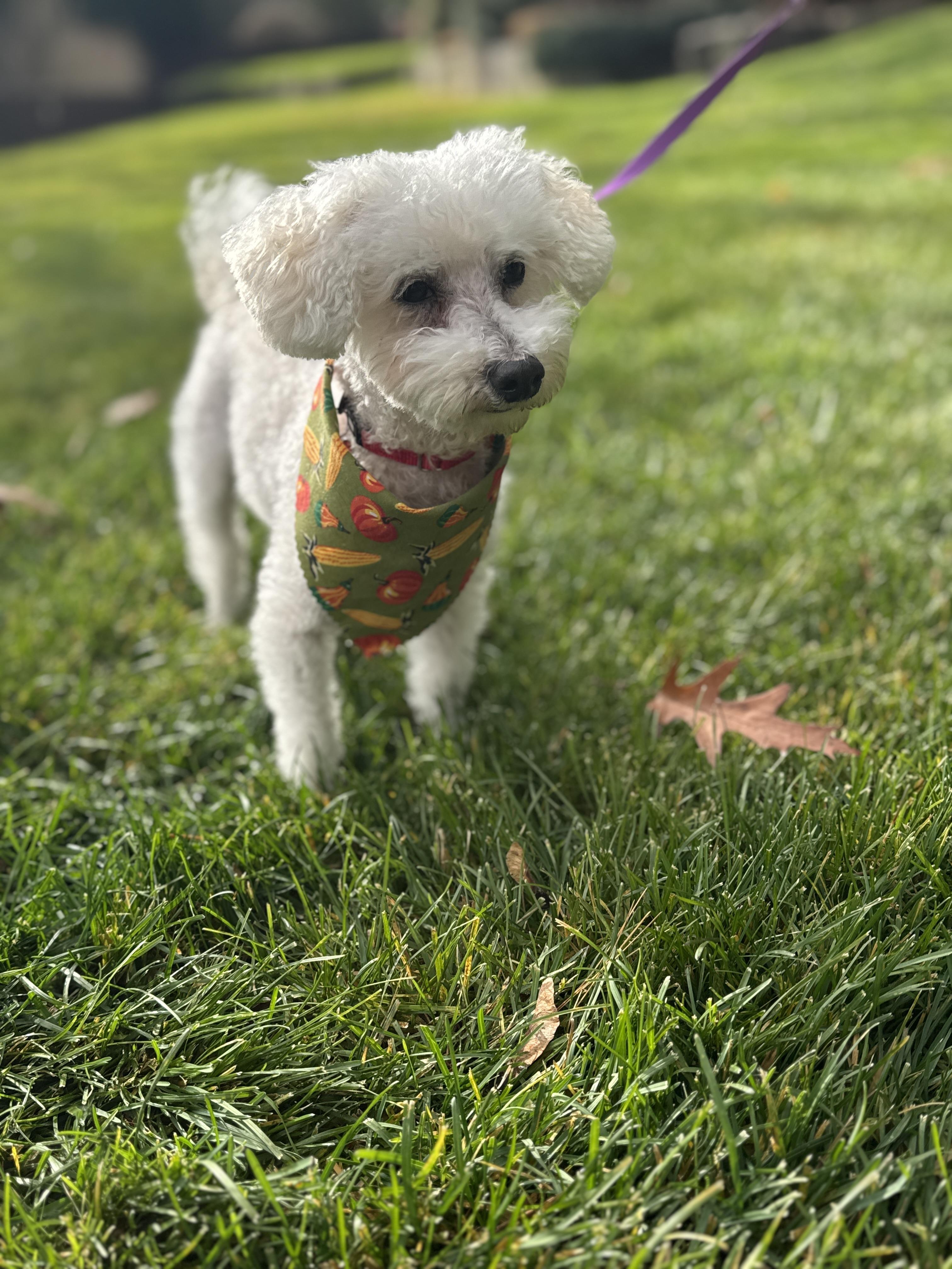 Enlarge Roger, an adopted mixed breed in Thornwood, NY image 3/6