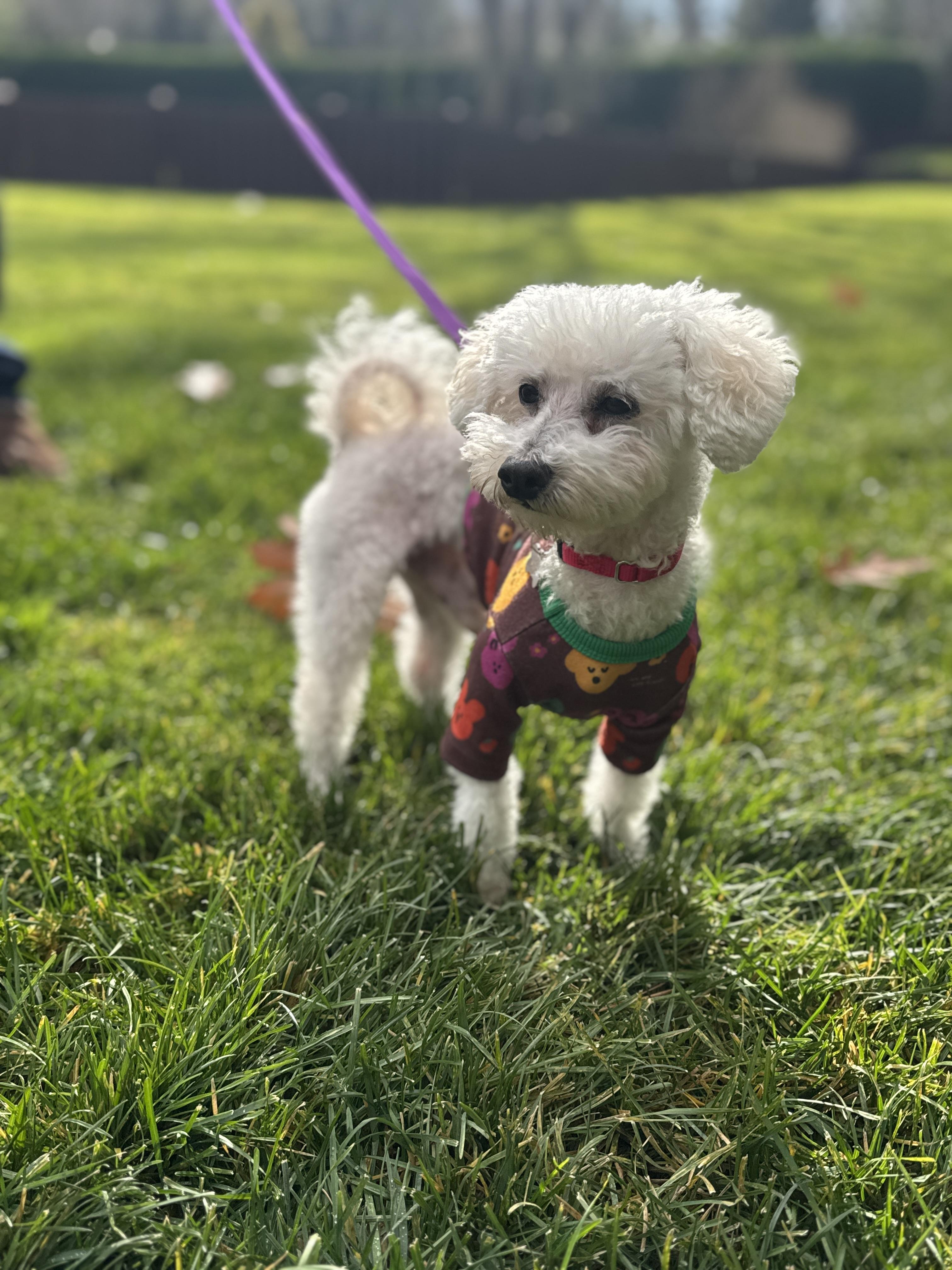Enlarge Roger, an adopted mixed breed in Thornwood, NY image 4/6