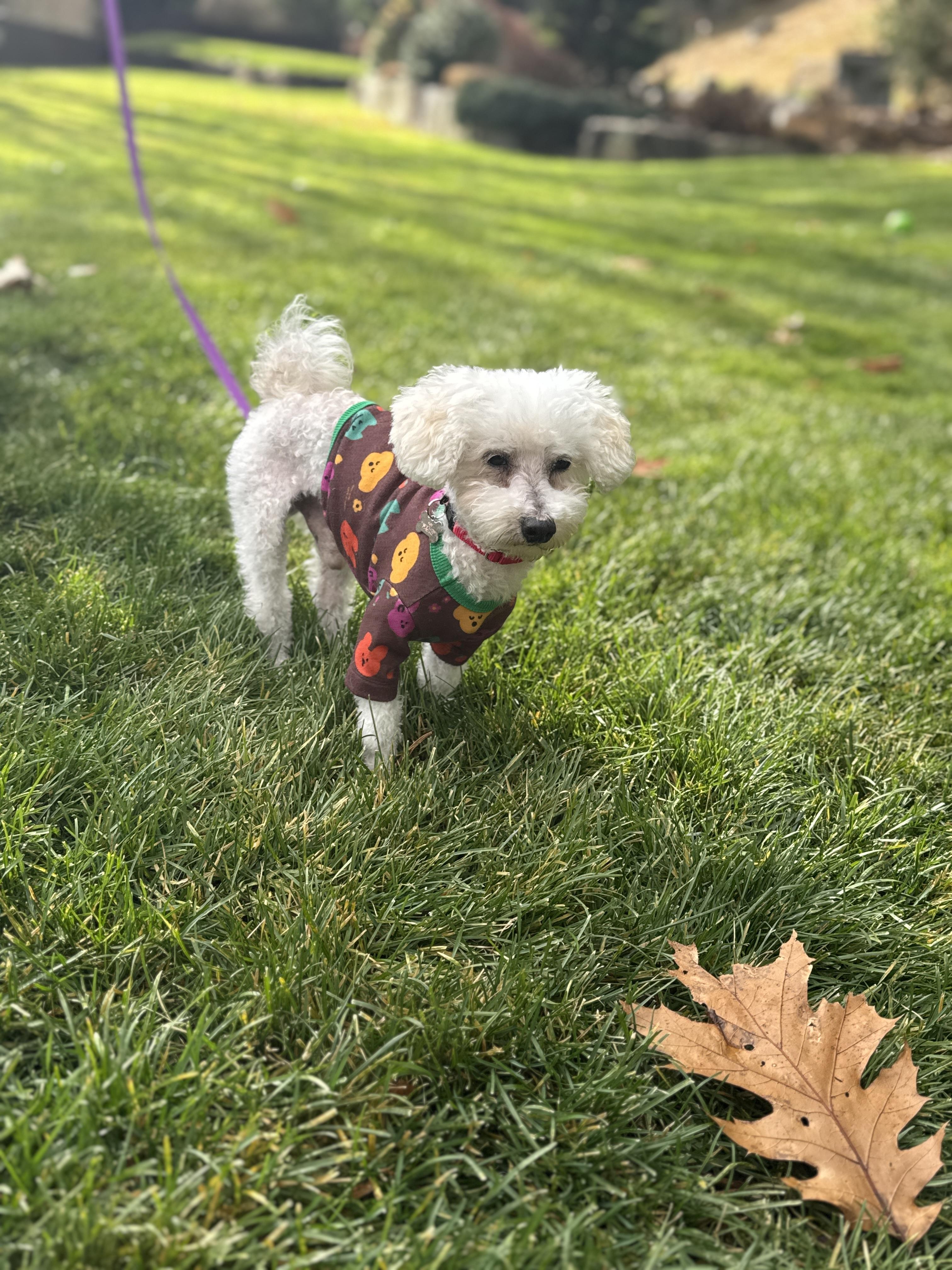 Enlarge Roger, an adopted mixed breed in Thornwood, NY image 5/6