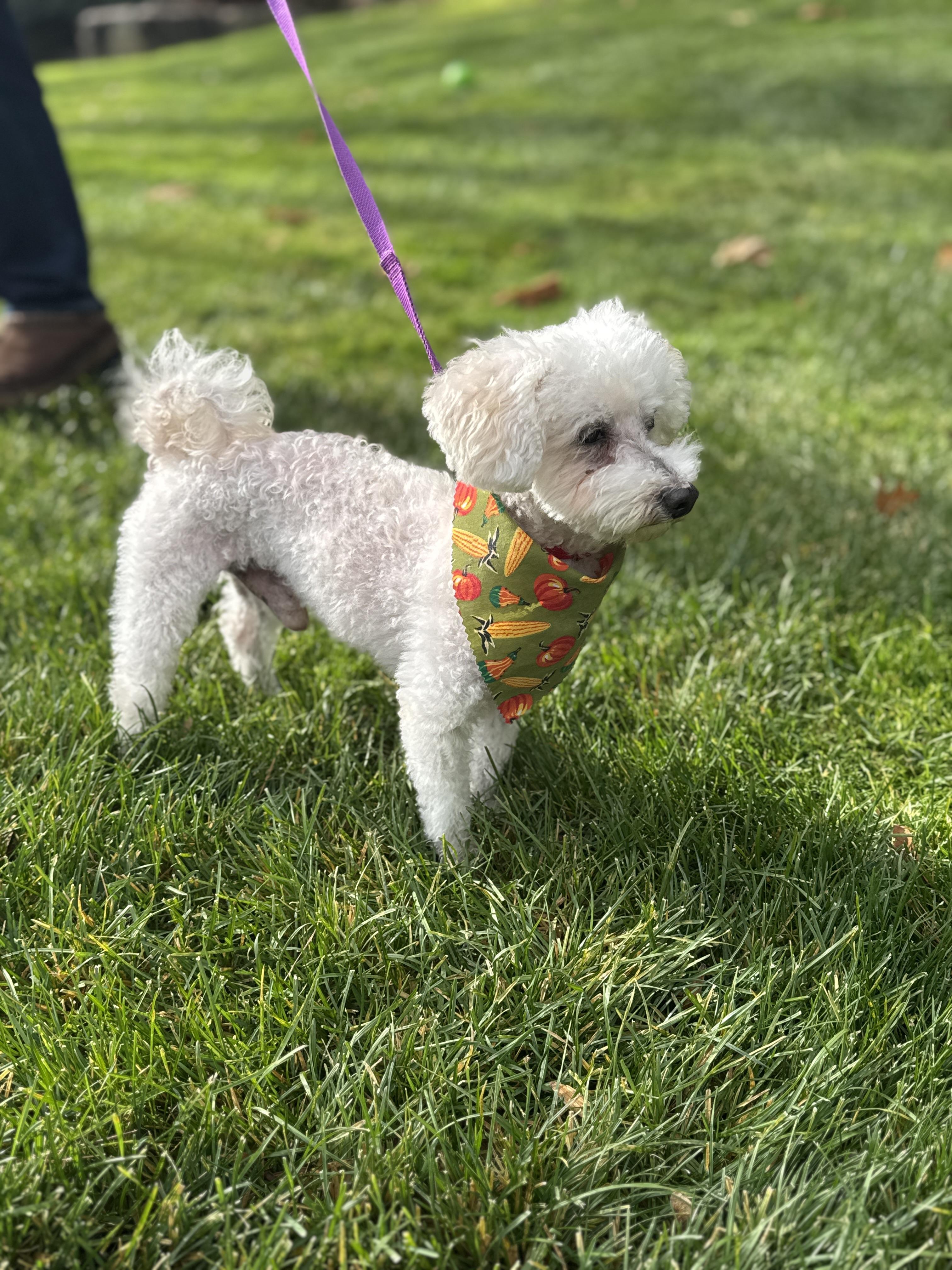 Enlarge Roger, an adopted mixed breed in Thornwood, NY image 6/6